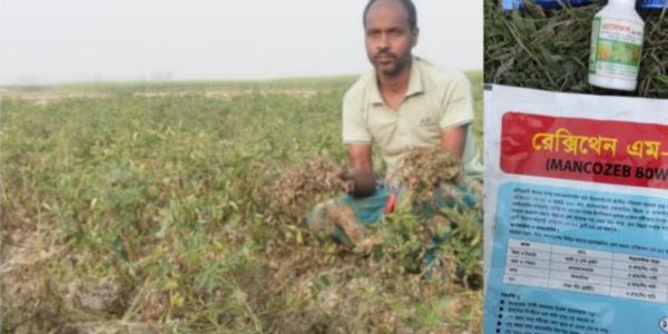 কীটনাশক প্রয়োগে আলুর ক্ষেতে পচন,কৃষকের ক্ষতিপূরণ দাবি
